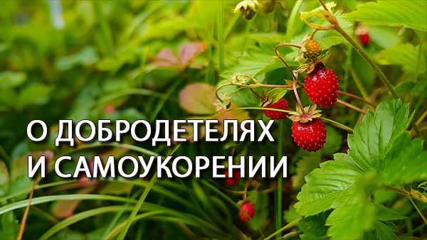 Смотреть видео